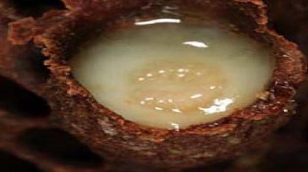  عوارض استفاده از ژله رویال